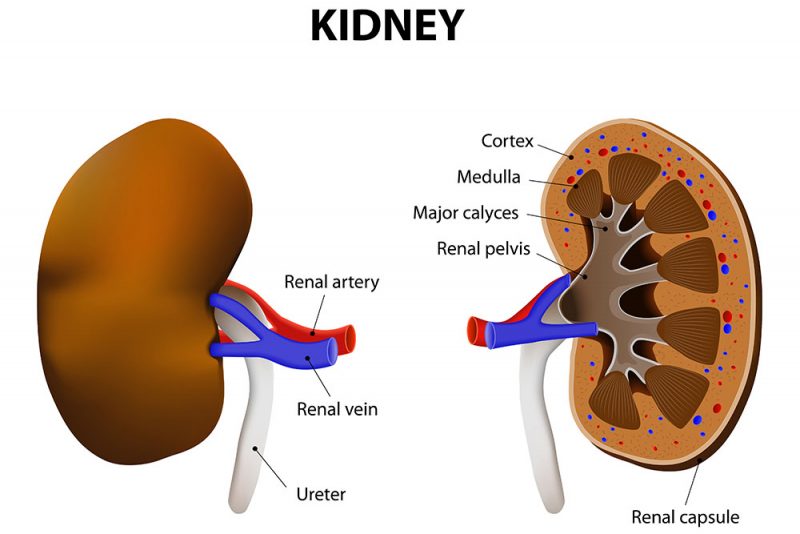 kidney-failure-in-elderly-people