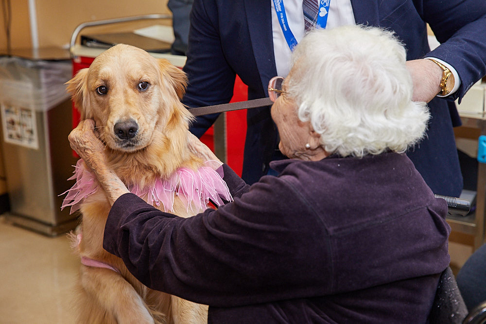 Animal Therapy session with a golden retriever wearing a pink outfit, gently held by an elderly woman.